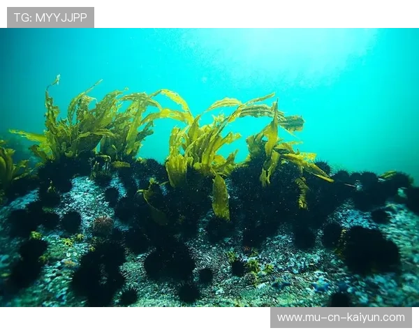 海藻潜水大赛，探索海底神秘的奇幻世界，打捞海藻